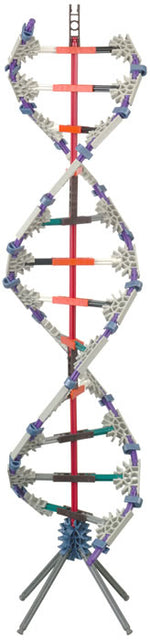 K'NEX DNA, Replication and Transcription set